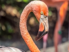 One of Those Big Birds
