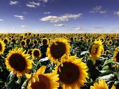 field-of-sunflowers